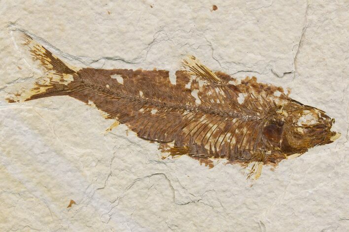 Detailed Fossil Fish (Knightia) - Wyoming #174671